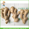 Anqiu Ginger Comprador E Exportador